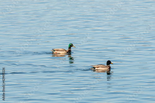 Two mallard ducks seen in open, clear water during spring time. Both have stunning green colored heads and seen in wild, wilderness setting. Canadian wildlife. 