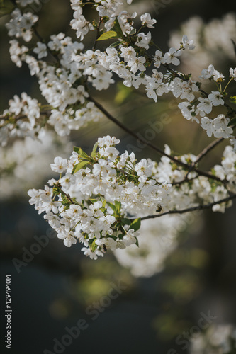 Closeup shot of tree branches with beautiful cherry blossoms Fototapeta
