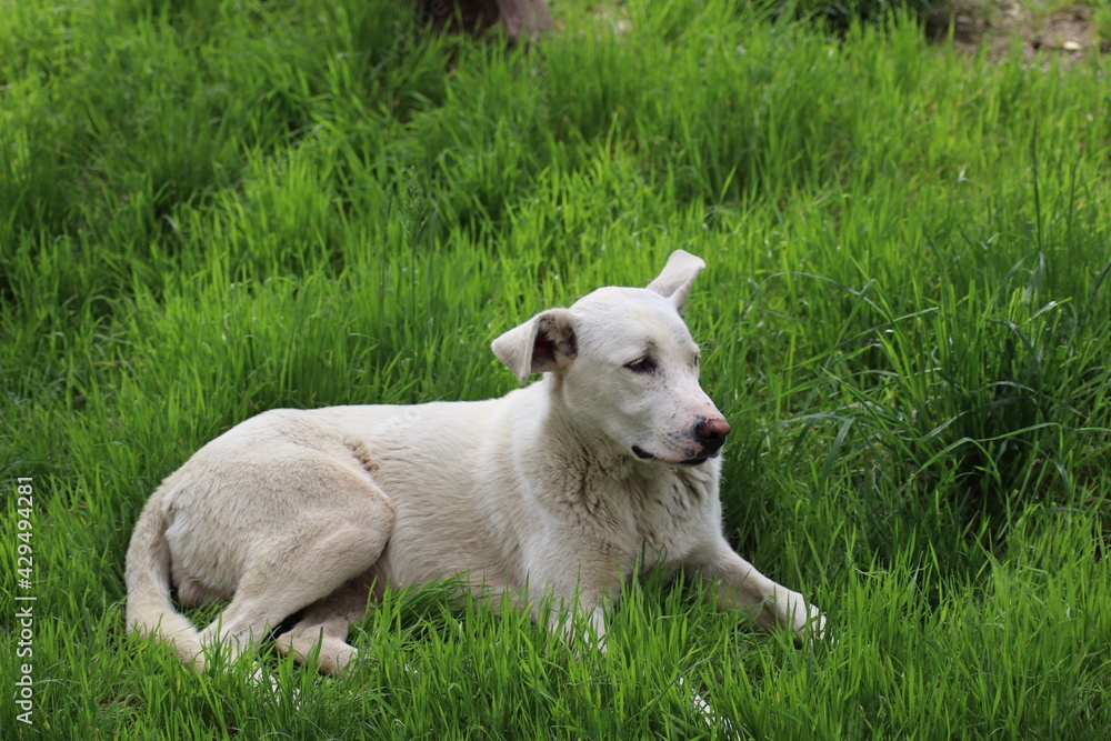a large white dog lies on the green grass a large white dog lies on the green grass