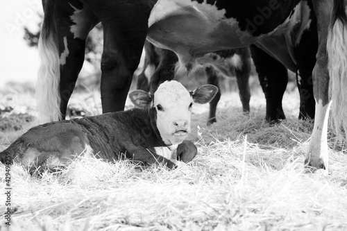 Hereford calf laying in hay with beef cattle herd in rustic black and white.