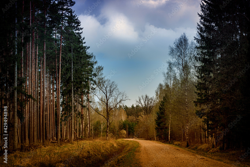Fototapeta premium Dirt road passing through Latvian forests in lovely evening sunset, cloudy sky and golden sulight