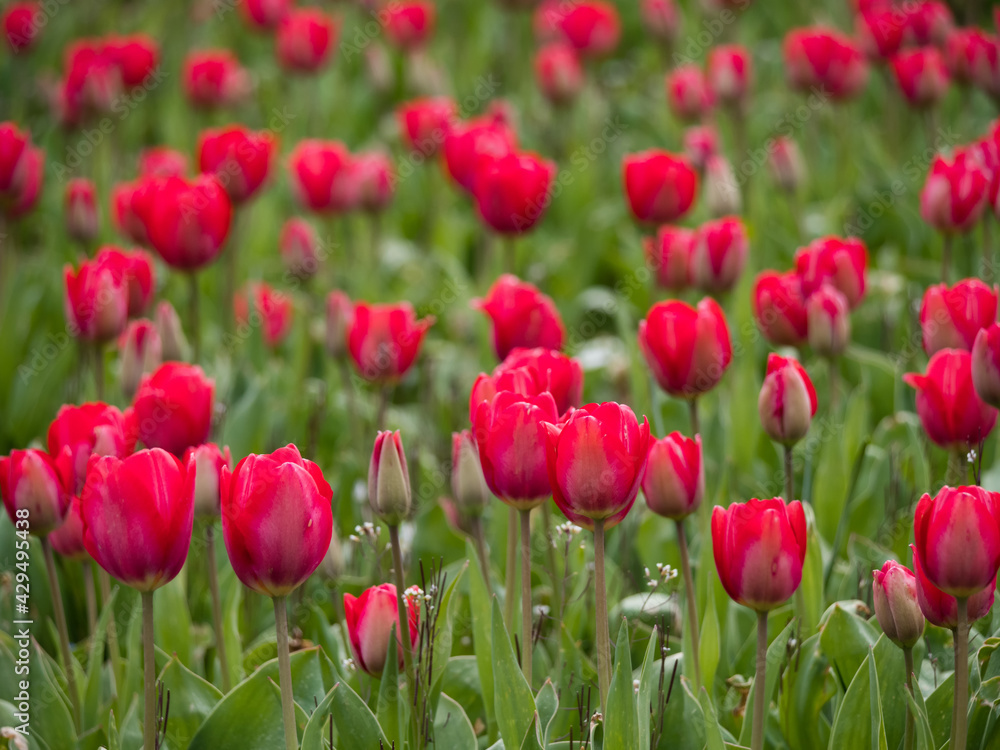 Tulpenfeld Nahaufnahme rote Blüten, Tulipa