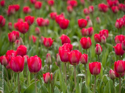 Tulpenfeld Nahaufnahme rote Bl  ten  Tulipa