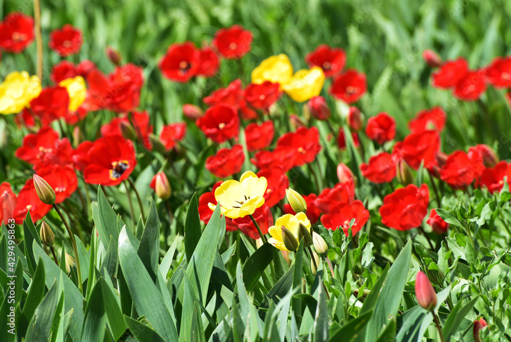 Fototapeta premium Field of tulips,floral cover of spring flowers