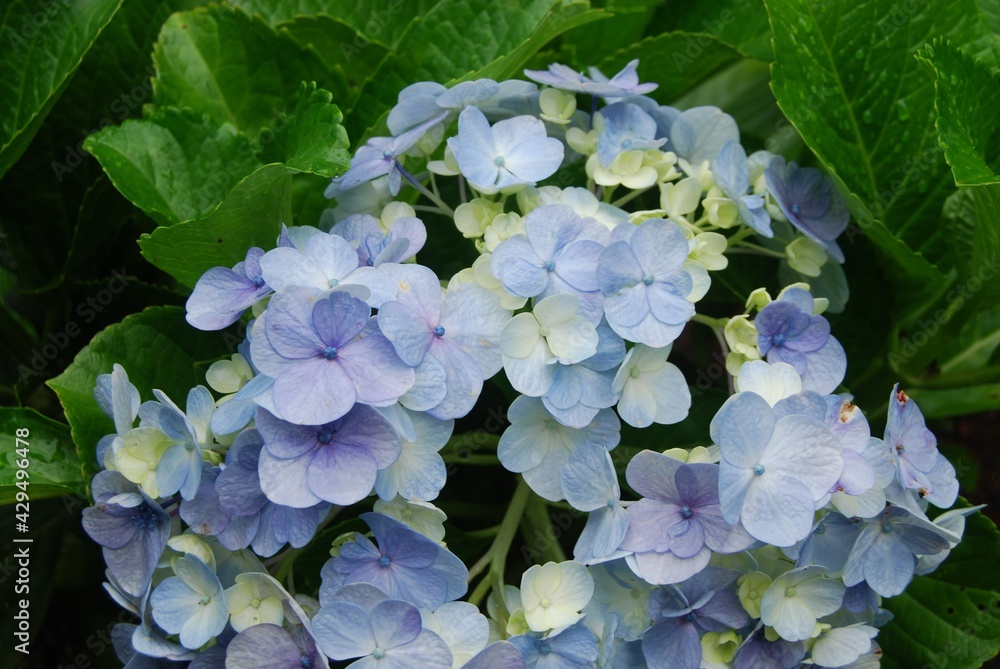 Beautiful Flowers in nature. Big plants on green leaves background. Top view.
Beautiful places. Relax the day away and enjoy some time in nature with our Natural Sunset. Beautiful Flowers in nature. Big plants on green leaves background. Top view.
Beautiful places. Relax the day away and enjoy some time in nature with our Natural Sunset.