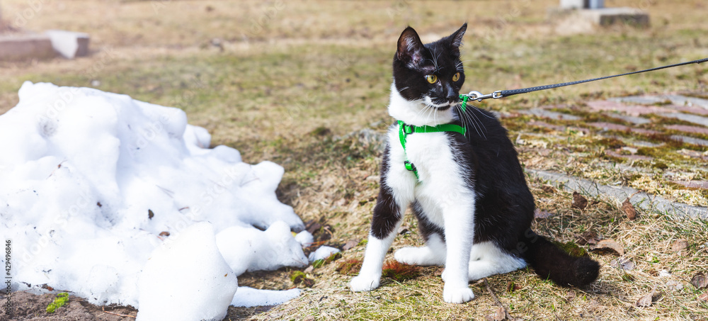 A beautiful young black and white cat with yellow eyes, sits outdoors. Spring walk with the cat on the breast-band. Pet care and love, world cat day. Accessories for Domestic animals. Banner.