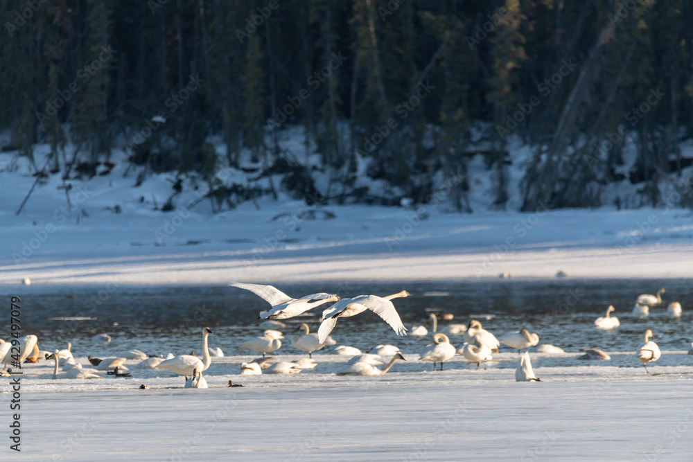 Fototapeta premium Two large trumpeter swans seen in northern Canada, flying down onto flock of more birds. Open water with icy, ice shore on the sides in wilderness of Yukon Territory.