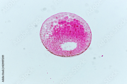 Frog Blastula