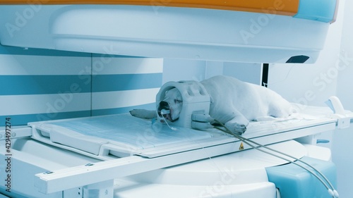 Φωτογραφία Scanning of white dog in magnetic resonance imaging machine