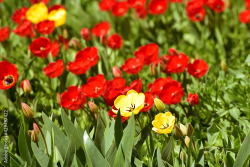 Field of tulips,floral cover of spring flowers © Vita