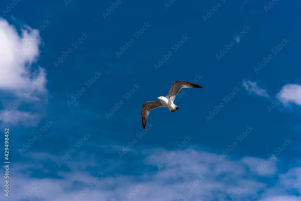 Seagull spread wings and flying free on the blue sky during sunny spring day front side view