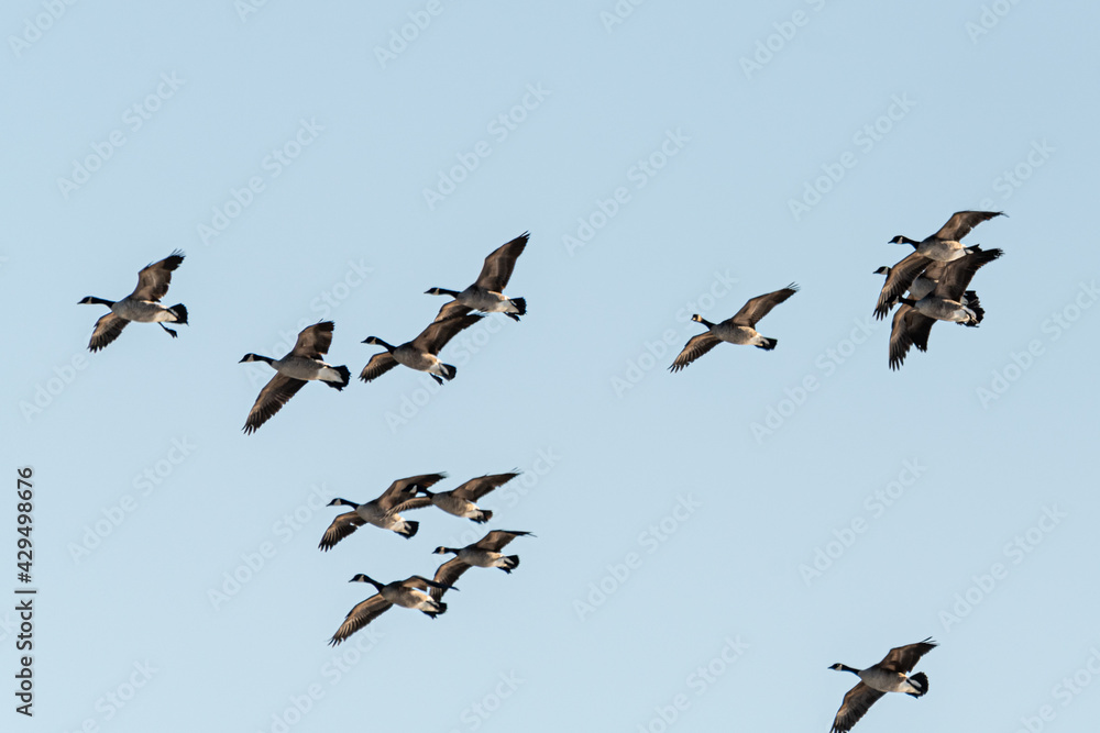 Fototapeta premium Large flock of geese seen in northern Canada during spring time. Canadian goose flocks in wildlife, natural outdoor environment. Migrating birds en route to north for summer season. 