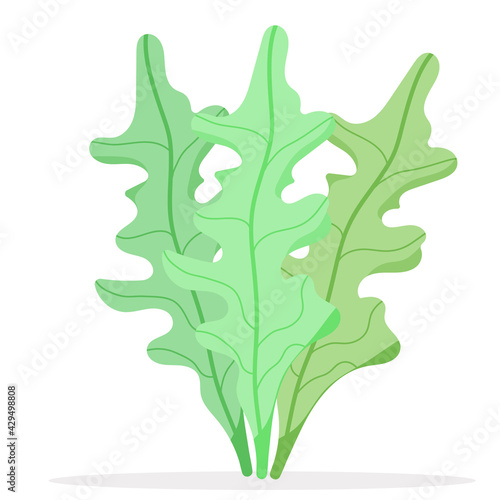 Arugula in the garden. lettuce leaves for eating. Vector illustration