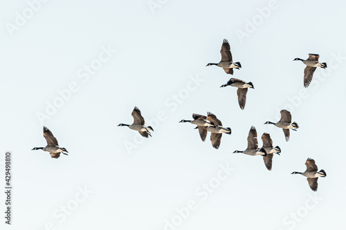 Large flock of geese seen in northern Canada during spring time. Canadian goose flocks in wildlife, natural outdoor environment. Migrating birds en route to north for summer season. 