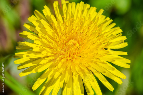 Close up view of a yellow dandelion flower.