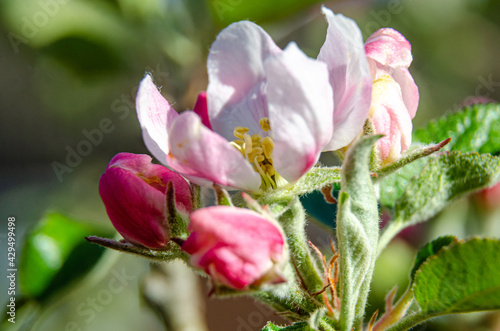 Apple blossom and flower buds on an apple tree in a residential garden.