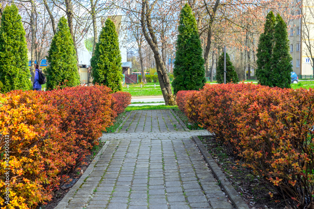 Naklejka premium The spring landscape alley is paved with tiles, the bushes are bright orange, the thuja are green.