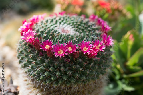 pincushion cactus flower in bloom