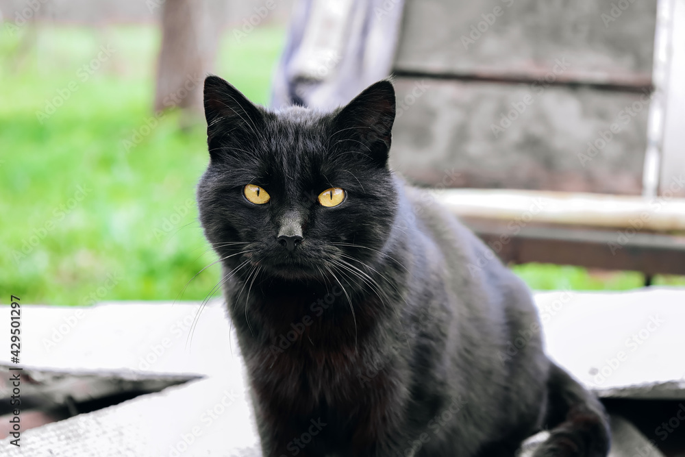 Street wild black cat with yellow eyes