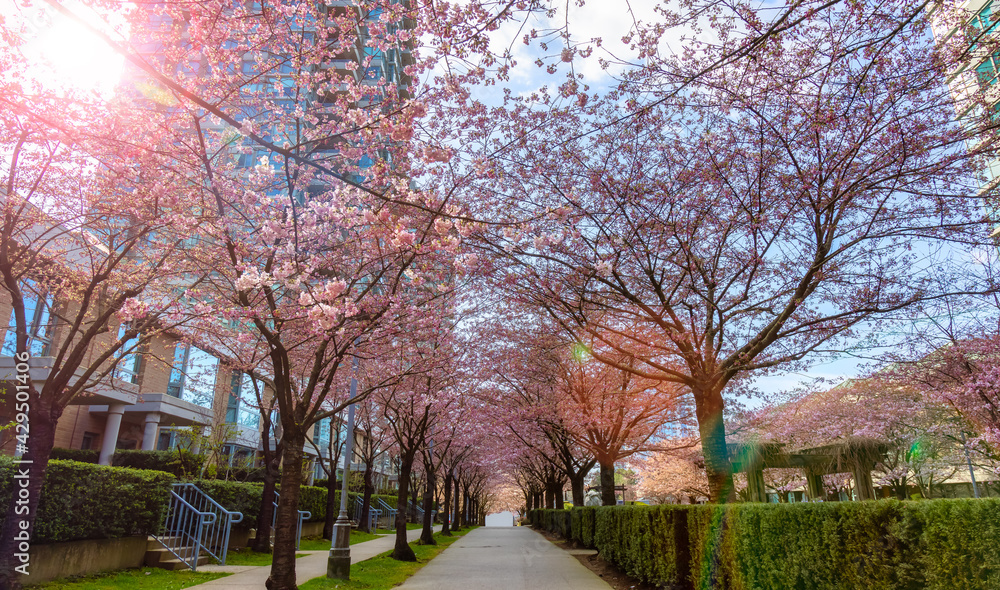 Pedestrian Walking Pathway in a residential neighborhood. Sunny Spring Day with Cherry Blossom Trees. Located in Burnaby, Greater Vancouver, British Columbia, Canada.