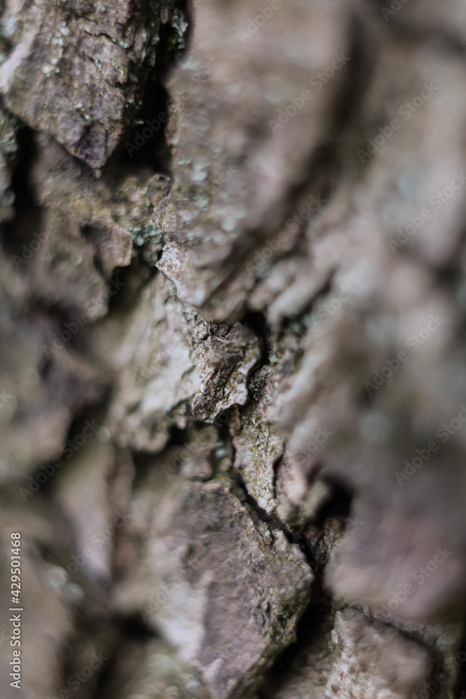 Macro of grey pear tree bark texture Macro of grey pear tree bark texture