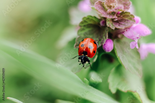 Ladybug sit on lila toten plant macro