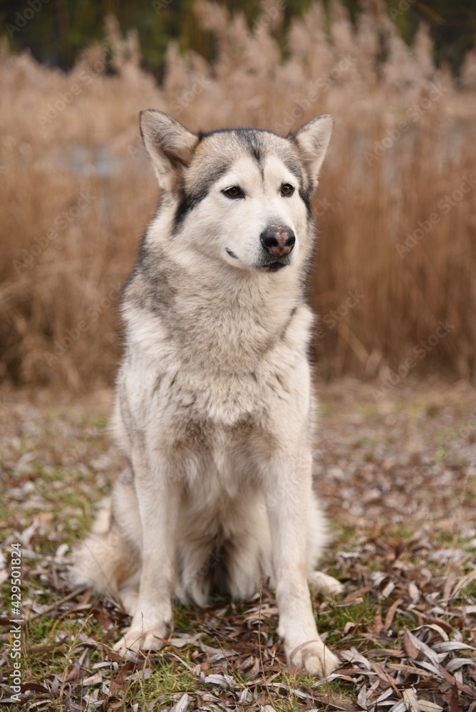 Beautiful dog of breed Alaskan Malamute is sitting in the forest
