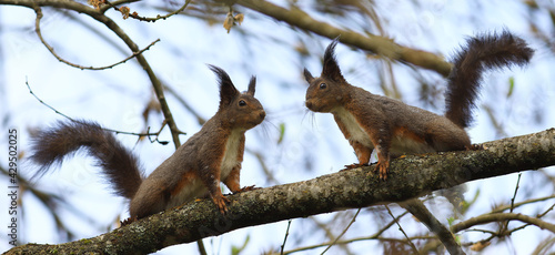 Two small squirrels move towards each other on a branch