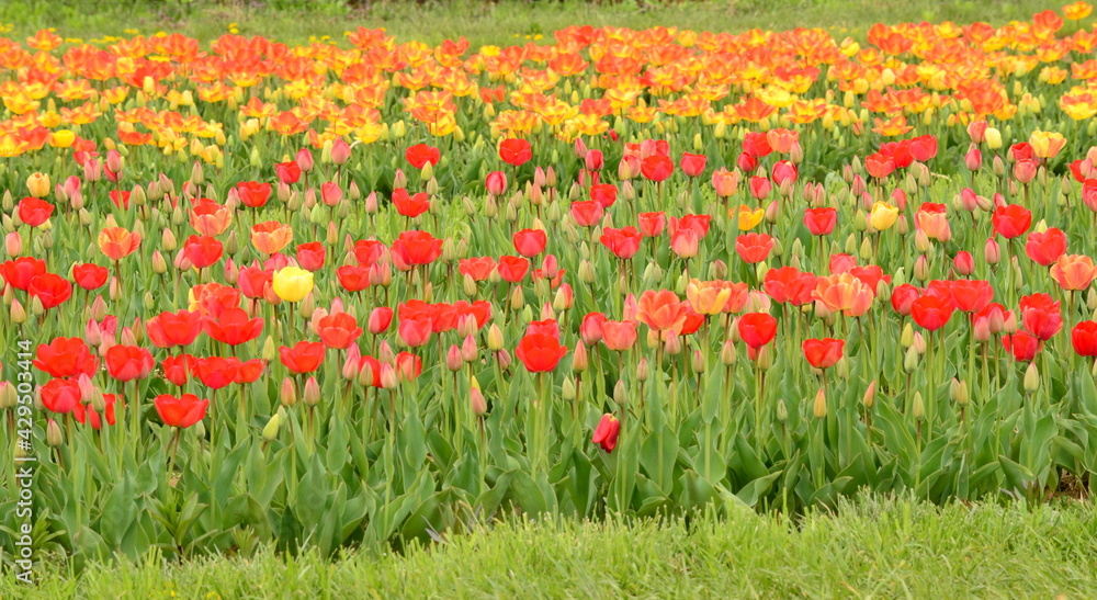 Multiple colored tulips in Spring Blooming