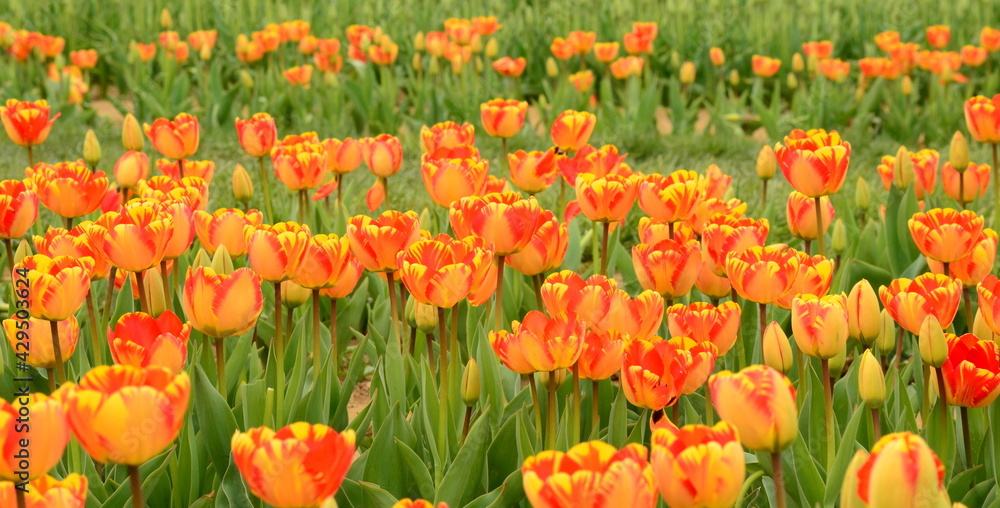 Multiple colored tulips in Spring Blooming