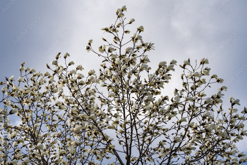 arbre en fleurs au printemps