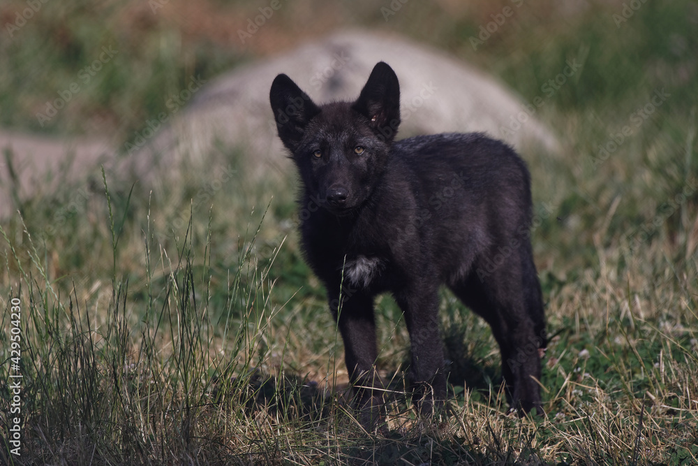 Loups du Mackenzie Loups du Mackenzie