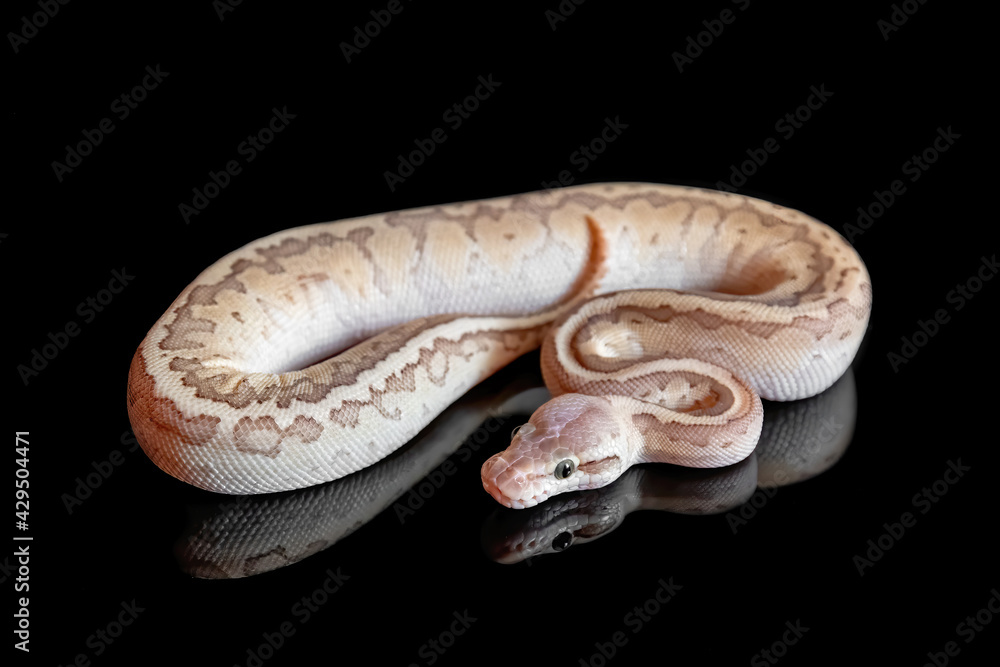 Ball python (Butter Pastel Pinstripe) (python regius) Photos | Adobe Stock
