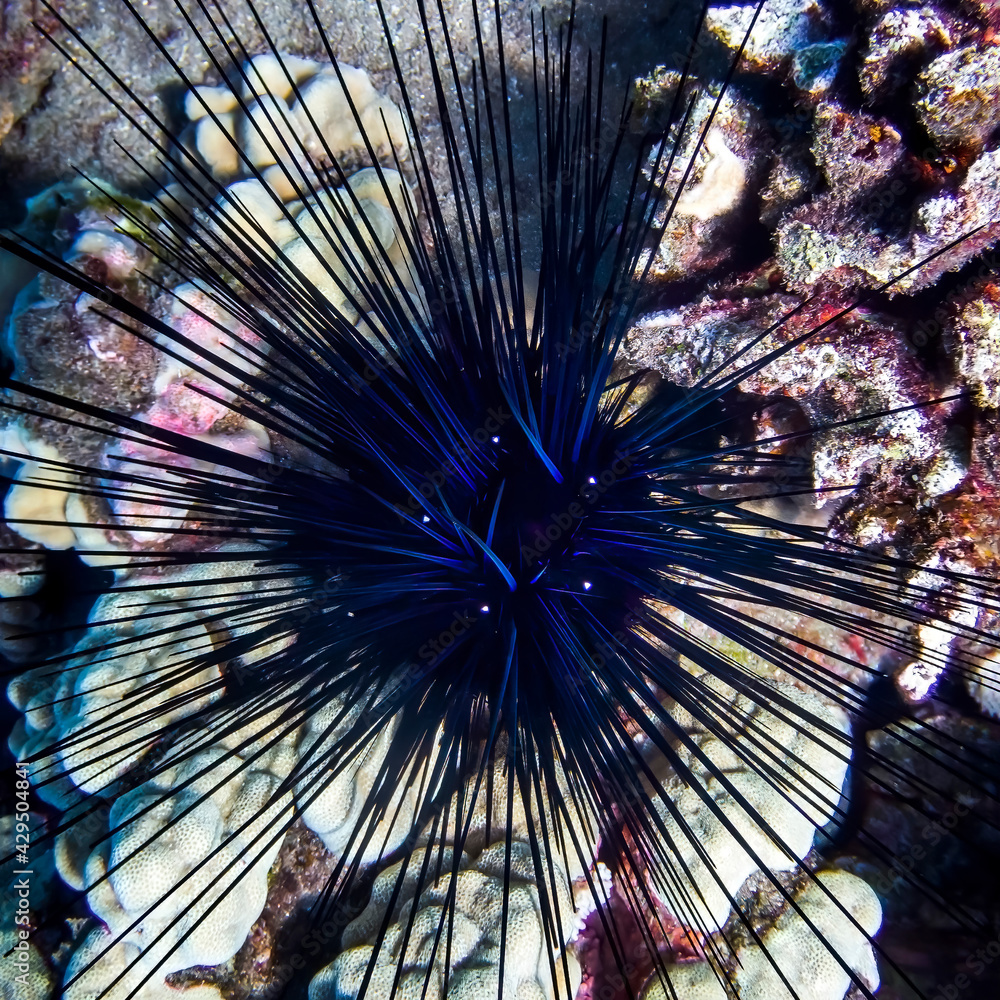 Obraz premium Artistic Blue Black Spiny Sea Urchin Top Down Neon Color and Design
