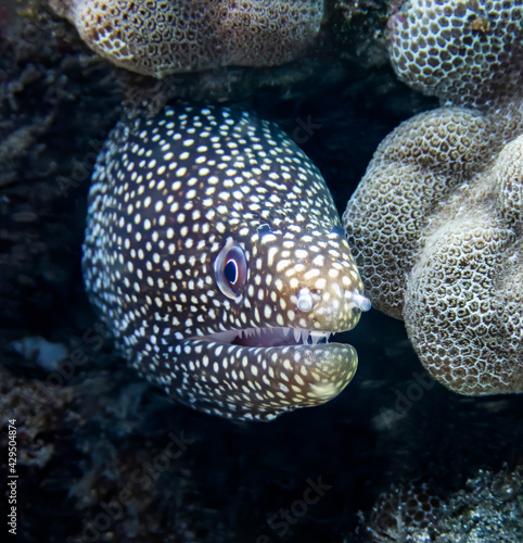 Close Up Face First View Moray Eel Underwater in Hawaii