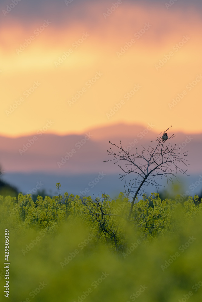 bird on a tree branch in the middle of a field of yellow rapeseed blossoms at sunset
