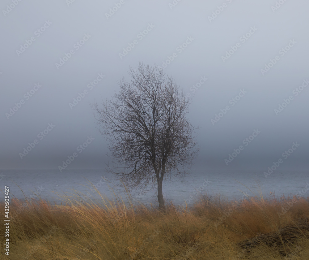 stark tree against lake with fog and mist and golden field
