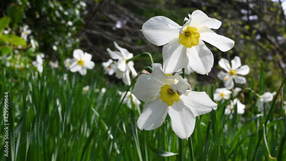 fresh daffodils on a flowerbed in the sun swaying in the wind. High quality 4k footage fresh daffodils on a flowerbed in the sun swaying in the wind. High quality 4k footage