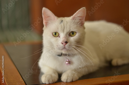 pet white cat close up