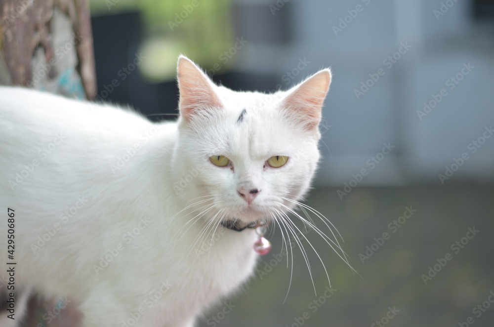 pet white cat close up