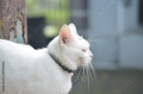 pet white cat close up
