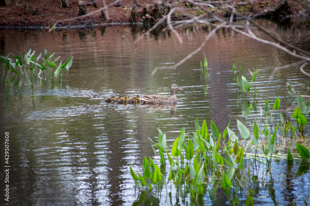 Fototapeta premium A beautiful duck swimming on a pond through green pickerel weed plants following by nine ducklings on her back.