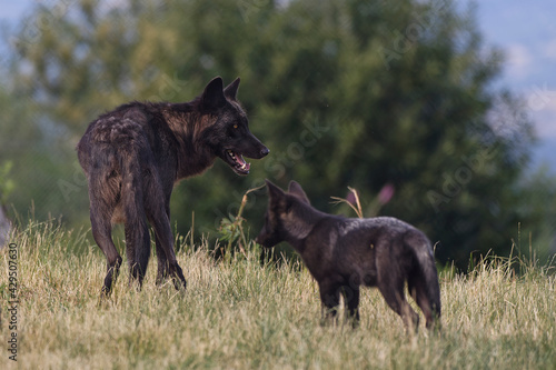 Loup du Mackenzie