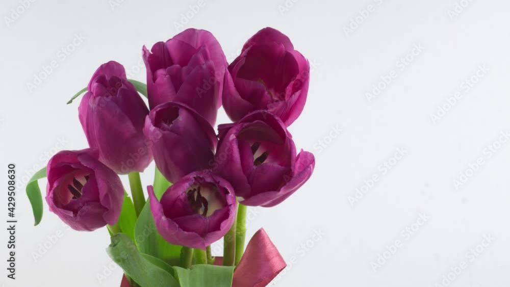 Opening of beautiful large bouquet of pink tulips flower on white background. Springtime. Holiday. Celebration, Easter, Love, birthday Timelapse. Close up. 4K Opening of beautiful large bouquet of pink tulips flower on white background. Springtime. Holiday. Celebration, Easter, Love, birthday Timelapse. Close up. 4K