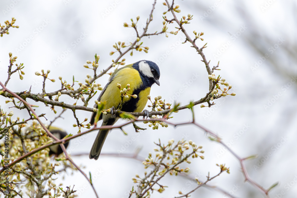 Naklejka premium Great tit close-up in a tree
