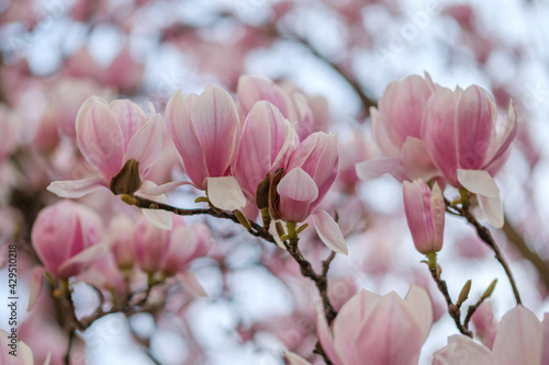 Pink magnolia flowers © Jérôme Bouche