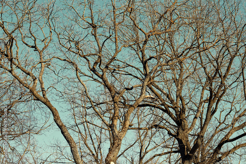 Bare tree branches against a blue sky background close-up Bare tree branches against a blue sky background close-up