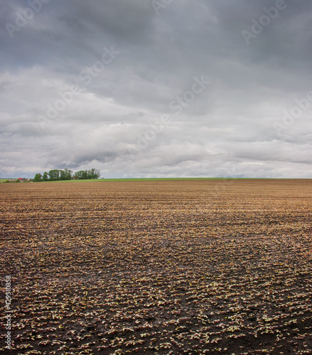 young buckwheat sprout on the field, growing buckwheat plant, field and storm...