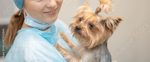 Yorkshire Terrier dog at the veterinarian's appointment at the vet clinic