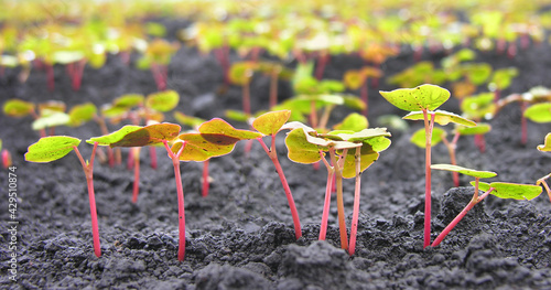 shoots of young buckwheat, leaves after rain on the farm Fagopyrum esculentum
